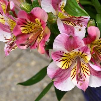 Alstroemeria 'PRINCESS Paola'