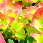 Hydrangea macrophylla 'Green Shadow' - 