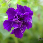 Petunia Tumbelina 'Belinda' - 