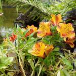 Alstroemeria 'PRINCESS Diana' - 