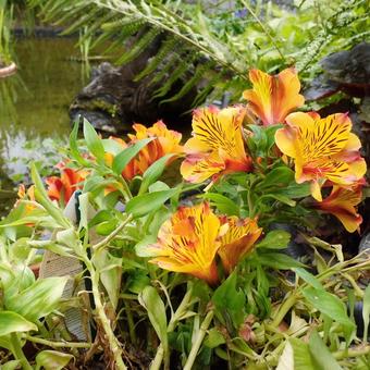 Alstroemeria 'PRINCESS Diana'