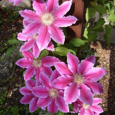 Clematis 'Dr. Ruppel' - Clematis 'Dr. Ruppel'