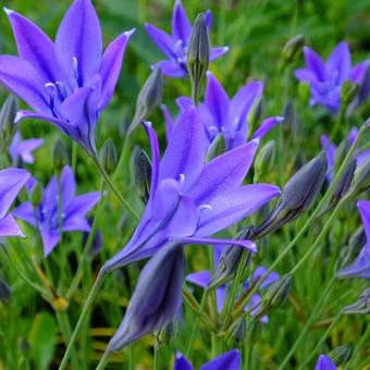 Triteleia laxa 'Corrina'