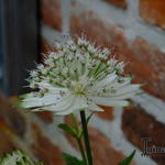 Astrantia major 'Star Of Royals' - 