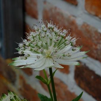 Astrantia major 'Star Of Royals'