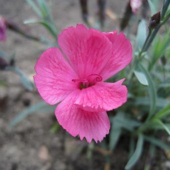 Dianthus gratianopolitanus 'Dinetta Lila'