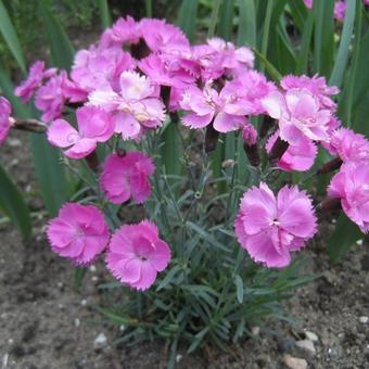 Dianthus gratianopolitanus 'Dinetta Pink'