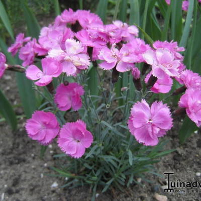 Dianthus gratianopolitanus 'Dinetta Pink' - 