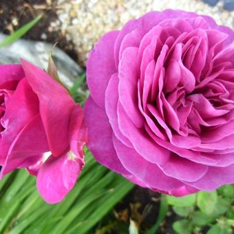 Rosa 'Heidi Klum Rose'