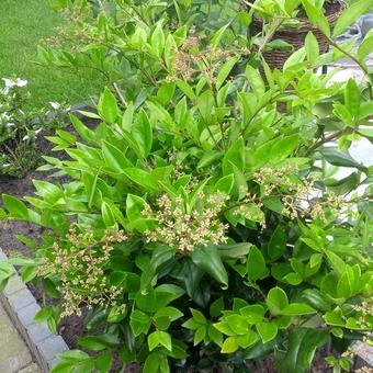 Ligustrum lucidum