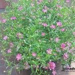 Gypsophila muralis 'Teeny Deep Rose' - 