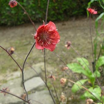 Geum rivale 'Flames of Passion'