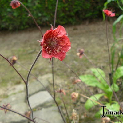 Geum rivale 'Flames of Passion'