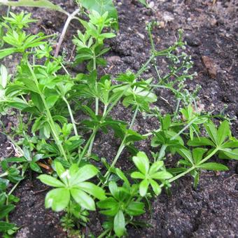 Galium odoratum