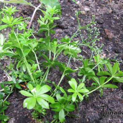 Galium odoratum - Waldmeister - Galium odoratum