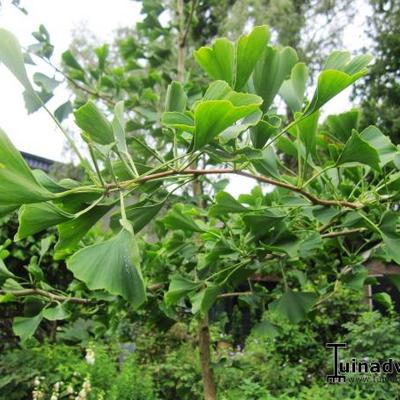 GINKGO BILOBA, ARBRE FOSSILE - Ginkgo biloba