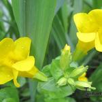 Mimulus guttatus  - Gelbe Gauklerblume