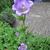 Campanula medium