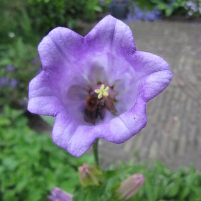 Campanula medium - 