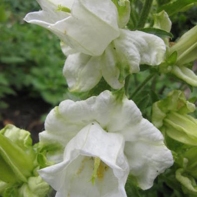 Campanula Medium Var. Calycanthema - 