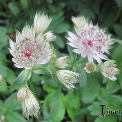 Astrantia major 'Shaggy' - Astrantia major 'Shaggy'