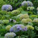 Hydrangea macrophylla  'Bouquet Rose' - Hydrangea macrophylla 'Bouquet Rose'