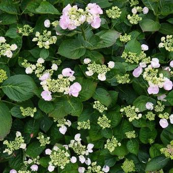 Hydrangea macrophylla 'Hobella'