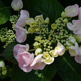 Hydrangea macrophylla 'Hobella'