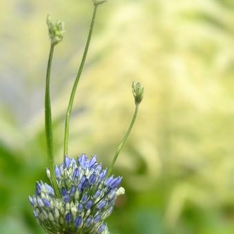 Allium wallichii