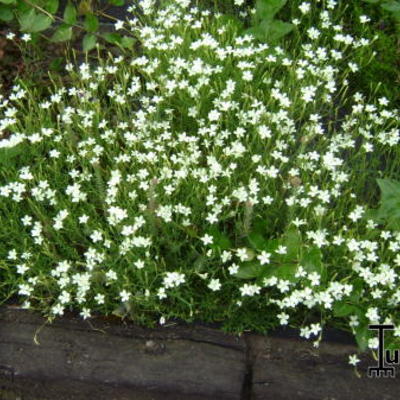 Dianthus deltoides 'Albiflorus' - Dianthus deltoides 'Albiflorus'