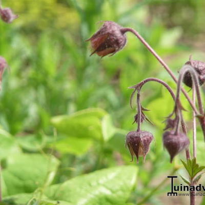 Benoîte des ruisseaux - Geum rivale