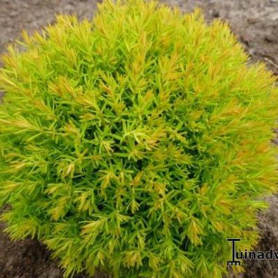 Thuja occidentalis 'Anniek' - 