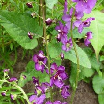 Verbascum atroviolaceum