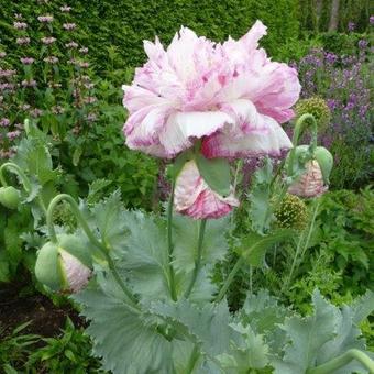 Papaver somniferum 'Flemish Antique'