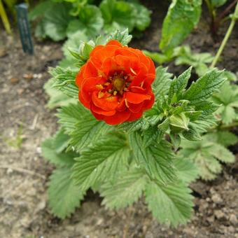 Potentilla 'William Rollison'