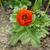 Potentilla 'William Rollison'