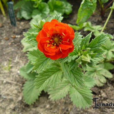 Potentilla 'William Rollison'