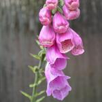 Digitalis purpurea 'Gloxiniiflora' - 