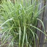 Miscanthus sinensis 'Stricta'  - 