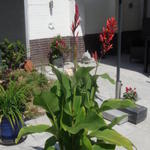 Canna x generalis 'CANNOVA' - 