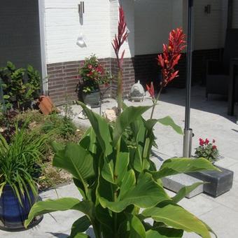 Canna x generalis 'CANNOVA'