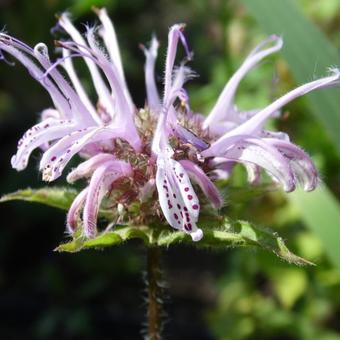 Monarda bradburiana