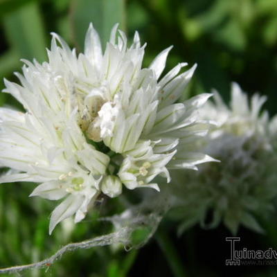 Allium sativum - 