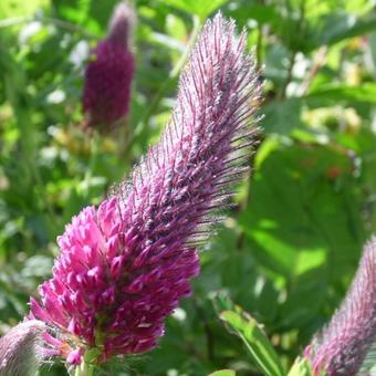 Trifolium rubens