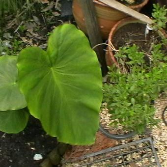 Colocasia esculenta