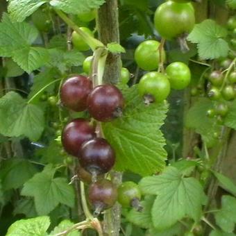 Ribes nigrum 'Ojebyn'