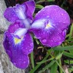 Iris ensata 'Cry of Rejoice' - 