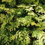 Chamaecyparis lawsoniana 'Ivonne’  - 