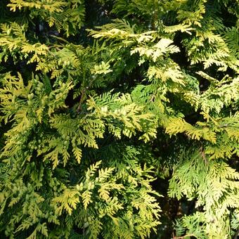 Chamaecyparis lawsoniana 'Ivonne’