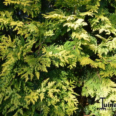 Chamaecyparis lawsoniana 'Ivonne’  - 